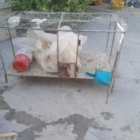 قفس بزرگ