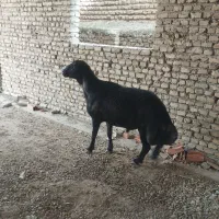 قوچ