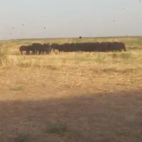 کاور ماده قره قزل افشار