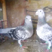 نروماده جفتگاه کرمونی ،کله،سینه سیاه
