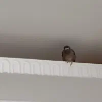 جوجه مینا