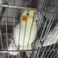 عروس هلندی