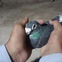 پلنگ مگس