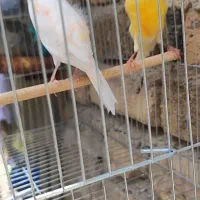 یک جفت قناری کار داده