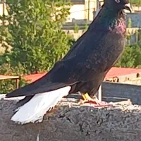 دم سفید کاکولی