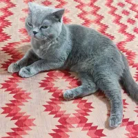 ماده برای جفت گیری