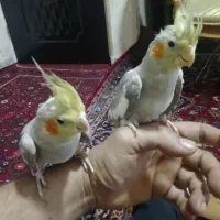 عروس هلندی