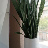 گل های آپارتمانی سرحال