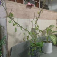 پتوس|گل و گیاه طبیعی|سبزوار, شرق کال شمالی|دیوار