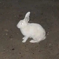 خرگوش|موش و خرگوش|بندرعباس, |دیوار