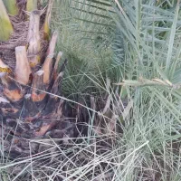 فروش پاجوش نخل درجه یک