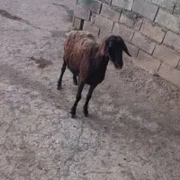میش جوان چاغ