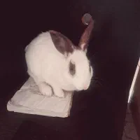 خرگوش