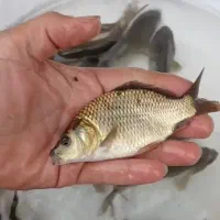 تکثیر و پخش بچه ماهی در استان اصفهان