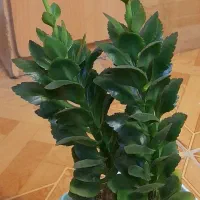 گل و گیاه