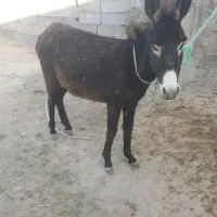 الاغ ‌