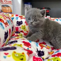 گربه اسکاتیش یا پرشین واگذاری