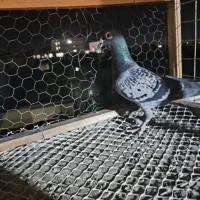 ماده سبز سمت بعثت و جمهوری باخت خورده