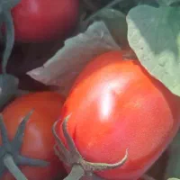 گوجه|خوردنی و آشامیدنی|لالجین, |دیوار