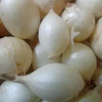 پیاز|عمده‌فروشی|رودبار (کرمان), |دیوار