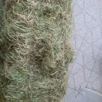 پرس شبدر
