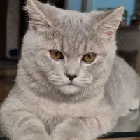 گربه نر بریتیش