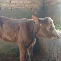گوساله شاروله شیری ماده  یکماهه۷۰م اذرسا
