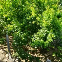 فروش زمین ملکشاهی