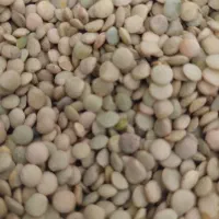 عدس سبز محلی با کیفیت کیلویی 220