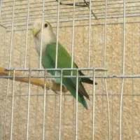 طوطی برزیلی نر مست