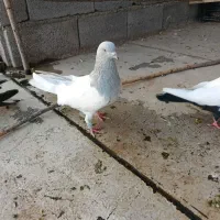 کله سرپی نر 40سانتی