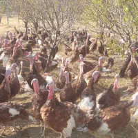 کود بوقلمون