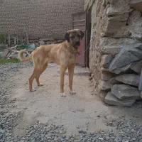 توله سرابی نر
