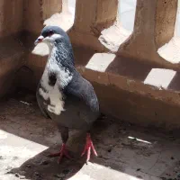 کفتر نرو ماده سیا رسمی یا سینه کراواتی
