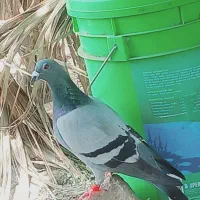 پرنده پلاکی