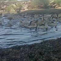 فروش غاز یک ساله