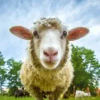 قصاب سیار تمام مشهد وحومه