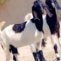 جفت کهره مری جملی