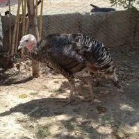 بوقلمون ماده