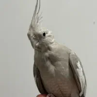 عروس هلندی نر و ماده آماده تخم گذاری