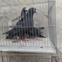 کلاغ و سفید گوهک و سینه دار