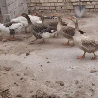 شش عدد غاز