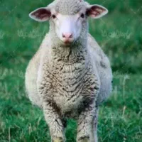 بره نر