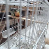 عروس گرینچیک جفت