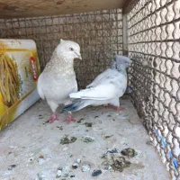 فروش چند جفت کبوتر خوب