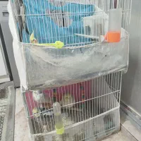 ۵عدد عروس هلندی