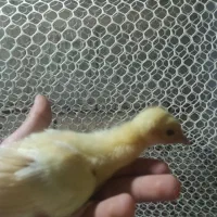 17 عدد جوجه طاووس هندی مصری و سفید