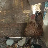مرغ محلی با ده عدد جوجه
