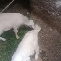 کهر