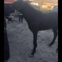 دایچه۱۳ماهه نر